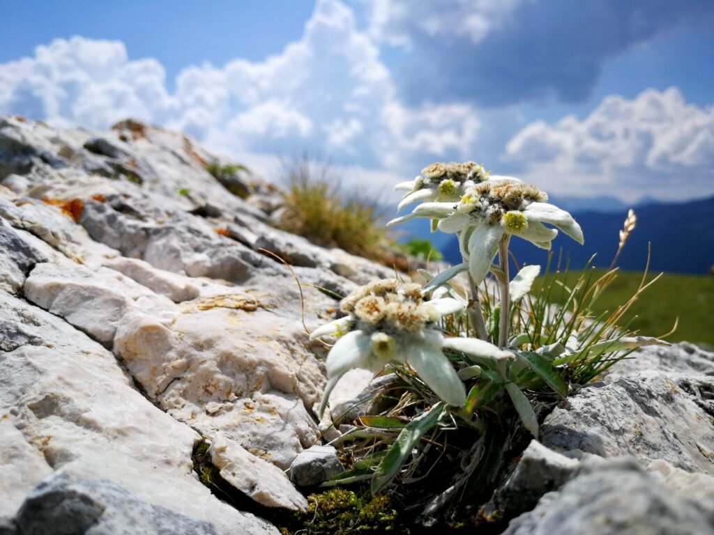 Close-up of an edelweiss flower in the scenic Dolomites, Italy.
